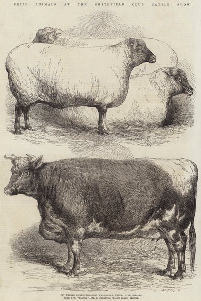 Prize Animals at the Smithfield Club Cattle Show by Harrison William Weir